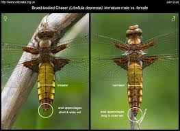 Attēlu rezultāti vaicājumam “Libellula depressa female”