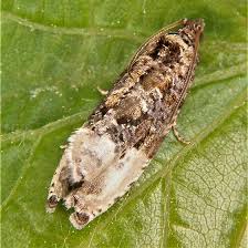 Attēlu rezultāti vaicājumam “Hedya nubiferana”