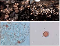 Attēlu rezultāti vaicājumam “Diderma hemisphaericum stalked”