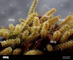 Attēlu rezultāti vaicājumam “Paludella squarrosa”