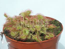 Attēlu rezultāti vaicājumam “Drosera rotundifolia”