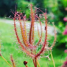 Attēlu rezultāti vaicājumam “Drosera x obovata leaf”