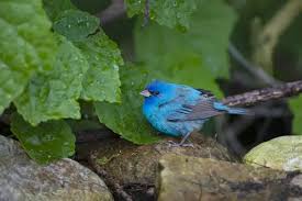 Image result for Passerina cyanea