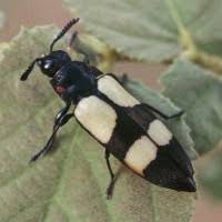 Attēlu rezultāti vaicājumam “Capsus ater imago”