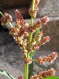 Image result for Rumex sanguineum