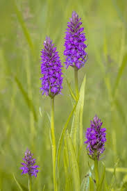 Attēlu rezultāti vaicājumam “Dactylorhiza majalis subsp. baltica flower”