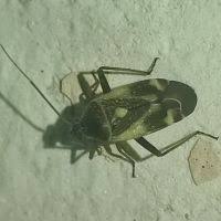 Attēlu rezultāti vaicājumam “Polymerus palustris”