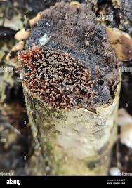 Attēlu rezultāti vaicājumam “Badhamia foliicola spores”