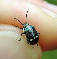 Attēlu rezultāti vaicājumam “Eurydema oleracea”