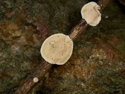 Attēlu rezultāti vaicājumam “Skeletocutis carneogrisea”