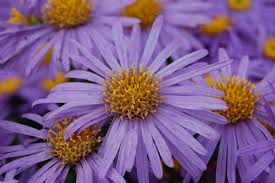 Image result for Aster amellus