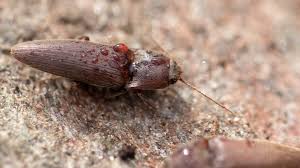 Attēlu rezultāti vaicājumam “Melanotus sp.”