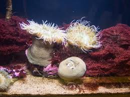 ผลการค้นหารูปภาพสำหรับ strawberry anemone