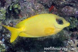 Image result for Siganus rivulatus
