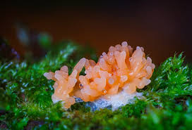 Attēlu rezultāti vaicājumam “Tubifera sp.”