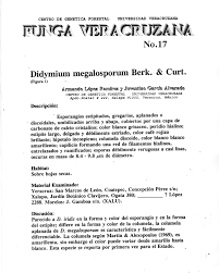 Attēlu rezultāti vaicājumam “Didymium megalosporum”