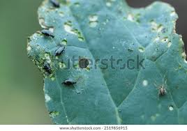 Attēlu rezultāti vaicājumam “Phyllotreta sp.”