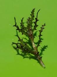 Attēlu rezultāti vaicājumam “Najas marina leaf”