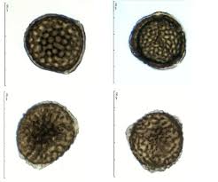 Attēlu rezultāti vaicājumam “Riccia sorocarpa”