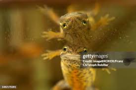 Attēlu rezultāti vaicājumam “Triturus vulgaris female”