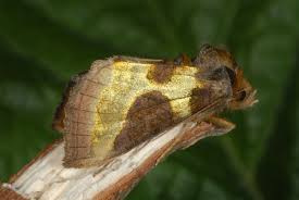 Attēlu rezultāti vaicājumam “Diachrysia tutti”