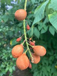 Attēlu rezultāti vaicājumam “Aesculus flava fruit”