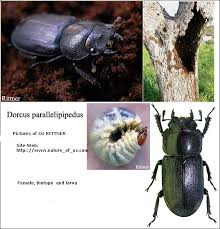 Attēlu rezultāti vaicājumam “Dorcus parallelopipedus”