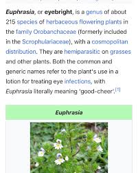 Attēlu rezultāti vaicājumam “Euphrasia”