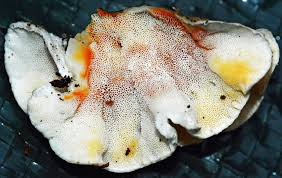 Attēlu rezultāti vaicājumam “Postia fragilis”