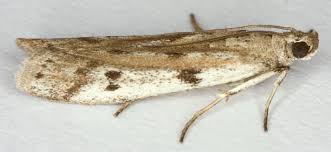 Attēlu rezultāti vaicājumam “Phycitodes binaevella”