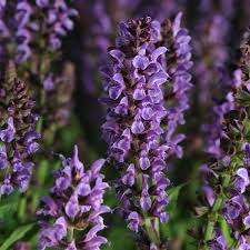 Attēlu rezultāti vaicājumam “Salvia nemorosa flower”