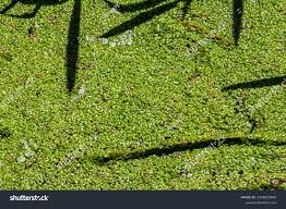 Attēlu rezultāti vaicājumam “Lemna trisulca”