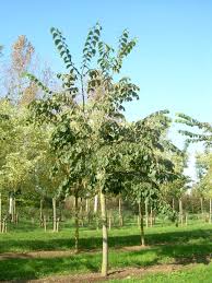 Attēlu rezultāti vaicājumam “Ulmus glabra leaf”