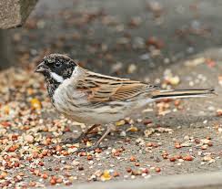 Attēlu rezultāti vaicājumam “Emberiza schoeniclus male”