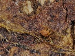 Attēlu rezultāti vaicājumam “Trichia scabra sessile”