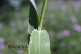 Attēlu rezultāti vaicājumam “Phalaroides arundinacea leaf”