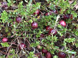 Attēlu rezultāti vaicājumam “Oxycoccus palustris fruit”