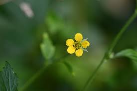 Image result for Geum urbanum
