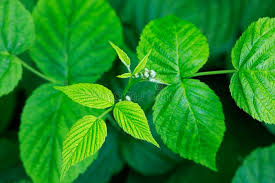 Attēlu rezultāti vaicājumam “Rubus idaeus leaf”