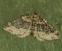 Attēlu rezultāti vaicājumam “Xanthorhoe ferrugata”