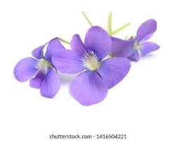 Attēlu rezultāti vaicājumam “Viola odorata flower”