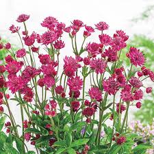 Attēlu rezultāti vaicājumam “Astrantia major”