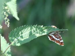 Attēlu rezultāti vaicājumam “Araschnia levana upperside”