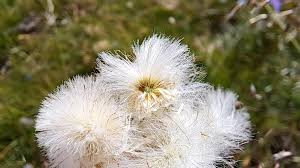 Attēlu rezultāti vaicājumam “Antennaria dioica female flower”