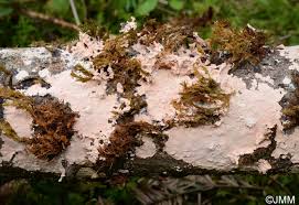 Attēlu rezultāti vaicājumam “Corticium roseum”