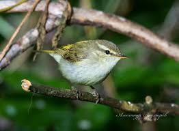 Attēlu rezultāti vaicājumam “Phylloscopus trochiloides”