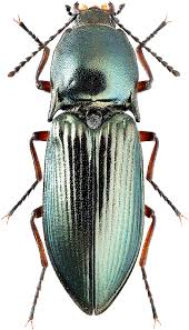 Attēlu rezultāti vaicājumam “Selatosomus aeneus”