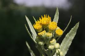 Attēlu rezultāti vaicājumam “Jacobaea paludosa”