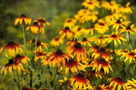 Attēlu rezultāti vaicājumam “Rudbeckia hirta var. pulcherrima flower”