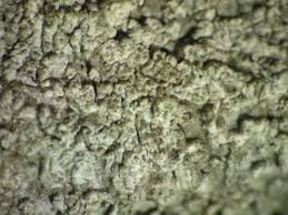 Attēlu rezultāti vaicājumam “Pertusaria flavida”